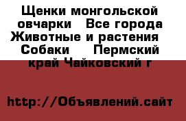 Щенки монгольской овчарки - Все города Животные и растения » Собаки   . Пермский край,Чайковский г.